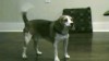 VIDEO: A beagle got a roomful of football fans cheering for the New Orleans Saints.