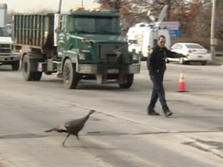 Turkey Saved From Highway Hurt