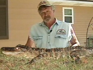 Hungry Gator Invades Kitchen