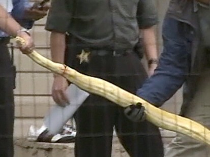 Albino Python