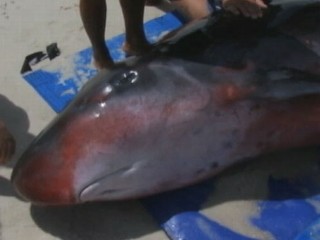 Watch: Beachgoers Try to Rescue Beached Whale