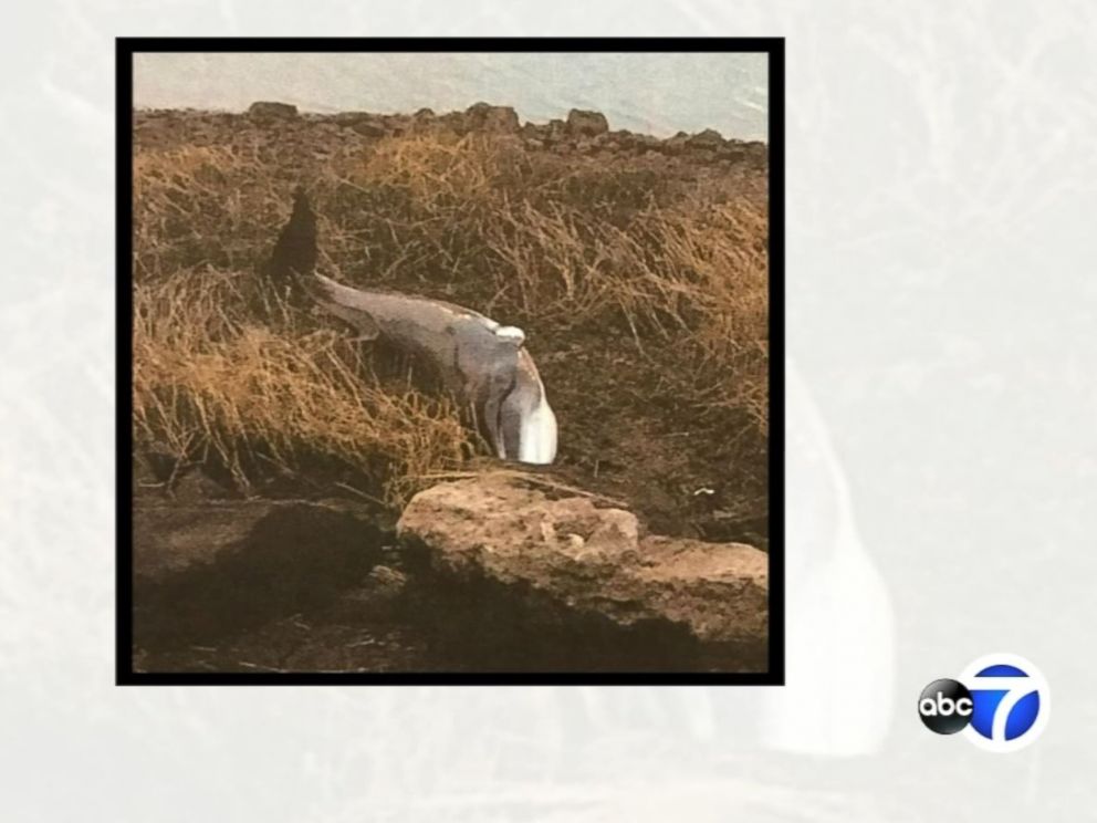 PHOTO: A dead minke whale washed ashore at the end of LaGuardia Airport in Queens, N.Y., on January 13, 2016.