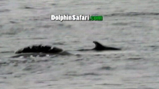 VIDEO: Two gray whales are seen mating off California coast during migration to Mexico.