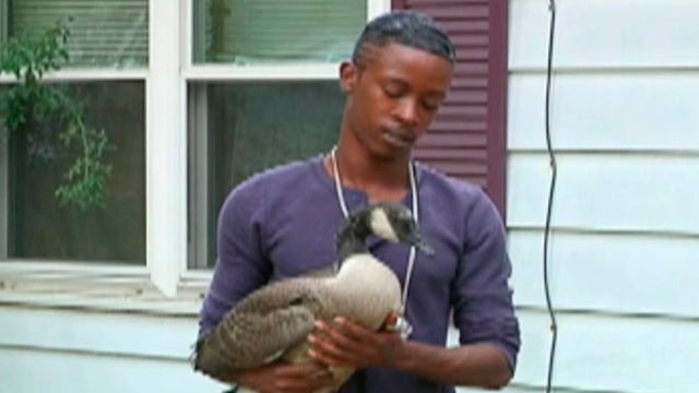 PHOTO: Jarrell Johson, 26, of Champaign, Ill., said a goose showed up on his doorstep on July 28, 2012 and he's been caring for it ever since.