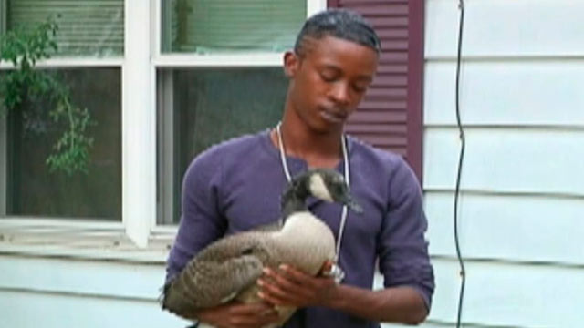 PHOTO: Jarrell Johson, 26, of Champaign, Ill., said a goose showed up on his doorstep on July 28, 2012 and hes been caring for it ever since.