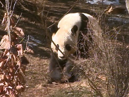 Video: The National zoo in Washington hopes for a new baby panda.