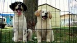 Video: Animal shelter starts animal adoption test program.