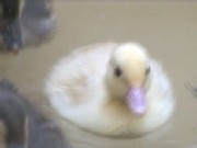 Albino Duck Is a White Wonder