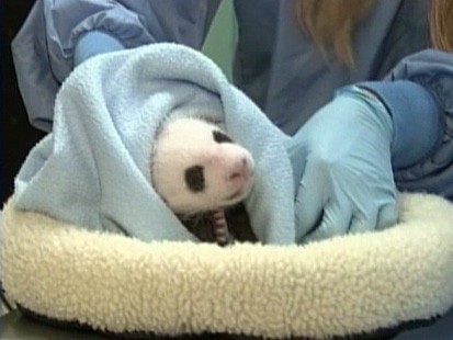 VIDEO: 5-month-old panda named Yun Zi is ready to meet the public at the San Diego Zoo.