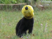 Bear Cub Is a Real Bird Brain