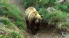 VIDEO: One camper is killed in Montana bear attack near Yellowstone National Park.