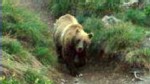 VIDEO: One camper is killed in Montana bear attack near Yellowstone National Park.