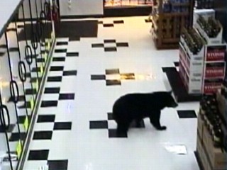 Bear Goes on a Beer Run