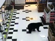 Bear Goes on a Beer Run