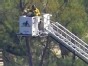 Tangled Pelican Rescued From Tree