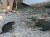 VIDEO: A cat doesn't back down when faced with a pair of alligators in New Orleans.