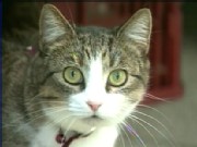 Lucky Cats Awarded $2M Inheritance