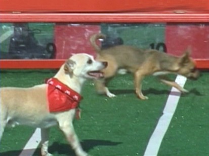 VIDEO: Chihuahuas race in annual event held in Texas.