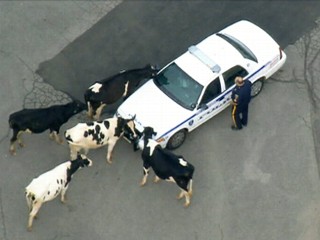 Cows Vs. Cops: A Moo-ving Violation