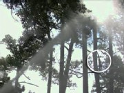Croc Lizard Gets Blasted From Tree