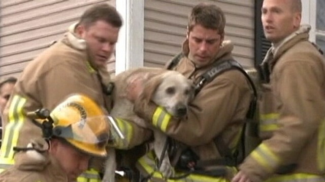 VIDEO: Wisconsin firefighters resuscitate Labrador trapped in a burning house.