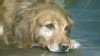 VIDEO: A golden retriever named Soli gobbled up a 3-carat gem worth $20,000.