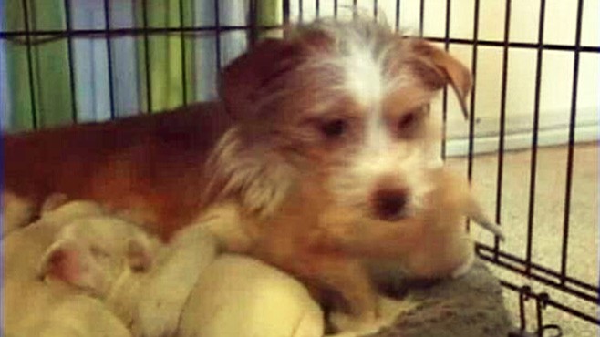 Video: Happy Mothers Day: Dog Nurses Kittens