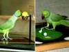 VIDEO: A.J. the parrot plays golf and basketball.