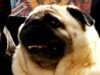 Video: Pug says batman when it barks.