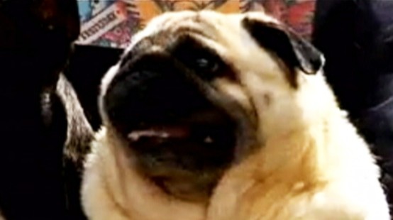 pug says batman pet pug says batman when it barks abc news pug says batman pet pug says batman when it barks abc news