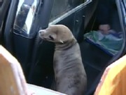 Baby Sea Lion's Freeway Rescue