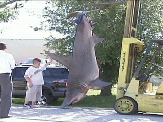 Man Reels In Mega-shark