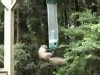 VIDEO: Viral video shows a squirrel hanging on to a bird feeder that spins.