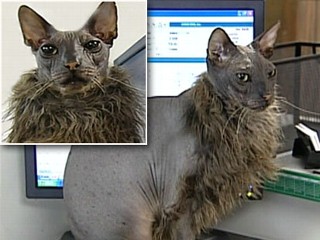 Ugly Cat Turns Heads