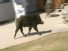 Wild Boar Shakes Up Quiet Town