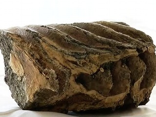 Crane Operator Finds Mammoth Tooth
