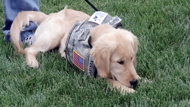 PHOTO: Wounded warriors train service dogs to help other injured servicemen and women.