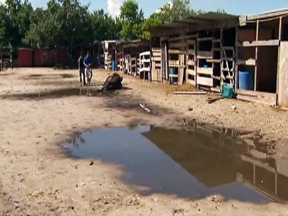 Video: Florida police continue to investigate horse murders.