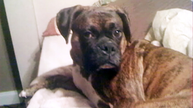 PHOTO: Three-year-old boxer Duncan