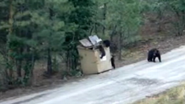 VIDEO: Shirley and Tom Schenk, help three bear cubs escape from a dumpster in Ruidoso, N.M.