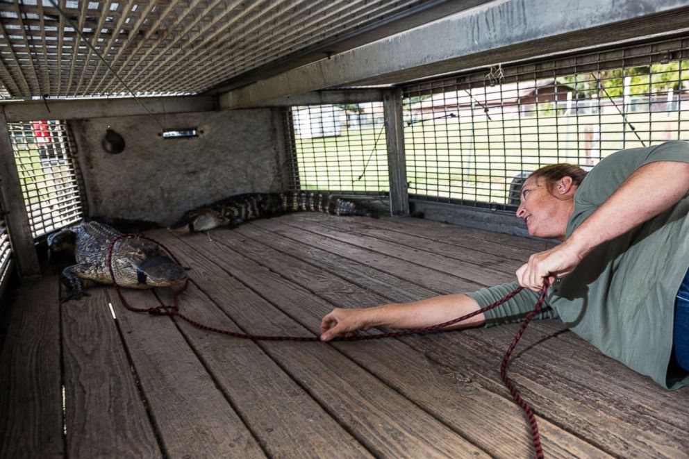 PHOTO: Julie Harter puts a rope around a trapped alligator.