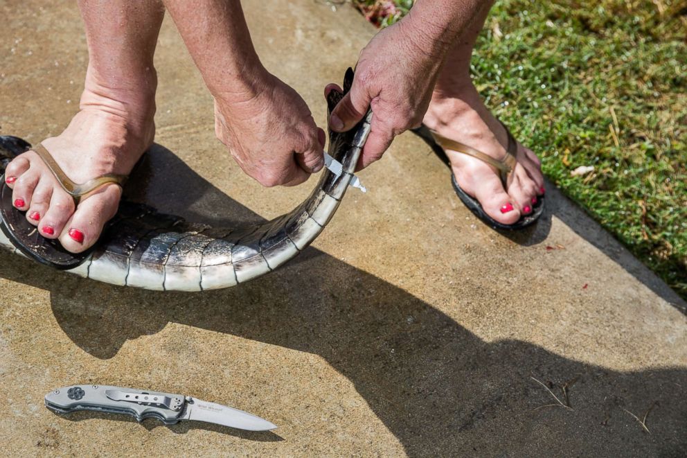 PHOTO: Julie Harter tags an alligators tail.