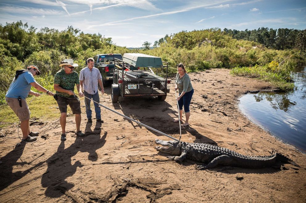 PHOTO: (L-R) Father and son, Jared and Robb Upthegrove, owner Glen Grizzaffe of the alligator farm Archery Shop Outfitters, and Julie Harter, release a ten-foot alligator into a pond.