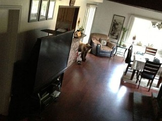 Two Brown Bears Make House Call