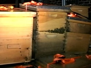 Watch: 3 Million Bees Seized in New York City
