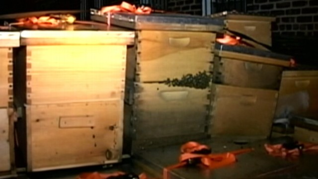 VIDEO: Authorities confiscate insects from homeowner in Queens who started with one hive two years ago.