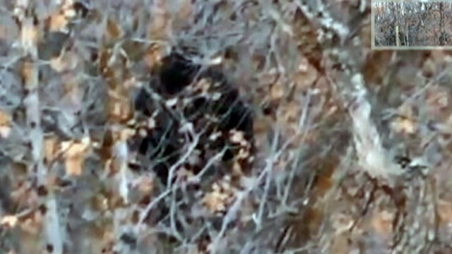 VIDEO: The video, shot by hikers in Utah, appears to show a creature hidden by trees.