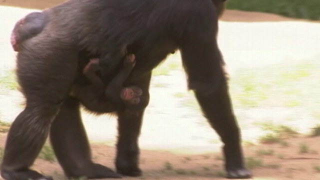VIDEO: The attack was witnessed by at least 60 visitors at the Los Angeles Zoo.