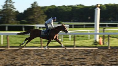 California Chrome: Steve Coburn and Perry Martin's Horse Will Try to Win the Triple Crown Video