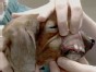 Man's Best Friend Has an Orthodontist
